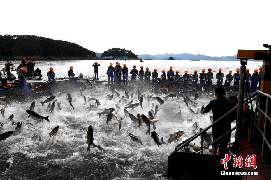 浙江千岛湖“巨网捕鱼” 万鱼跃起 (高清组图)