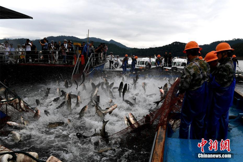 浙江千岛湖“巨网捕鱼” 万鱼跃起 (高清组图)