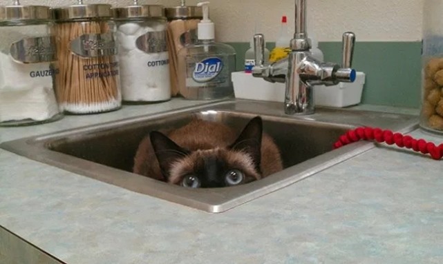 可笑的猫找到了完美的藏身之地