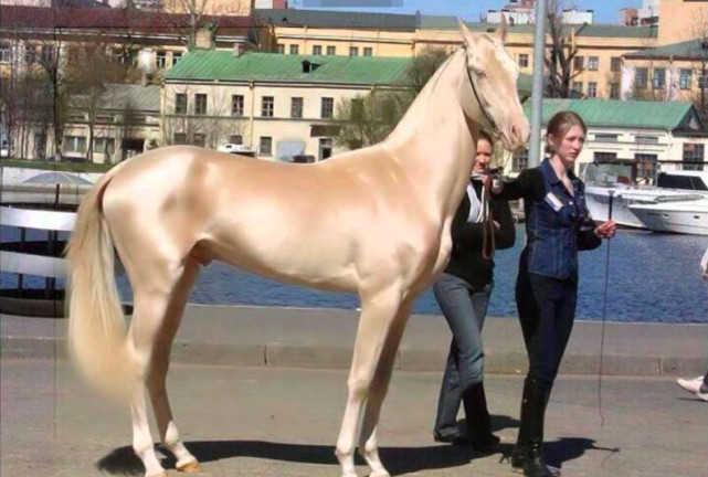 金色的汗血宝马,世界上最漂亮的马!