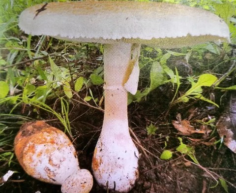 注意!截止6月14日湖南今年因误食毒菇菌死亡9