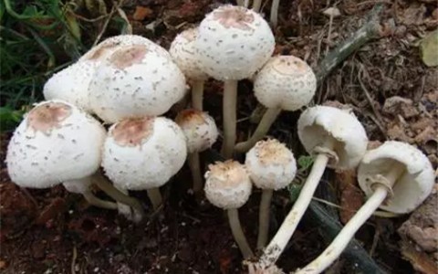 注意!截止6月14日湖南今年因误食毒菇菌死亡9