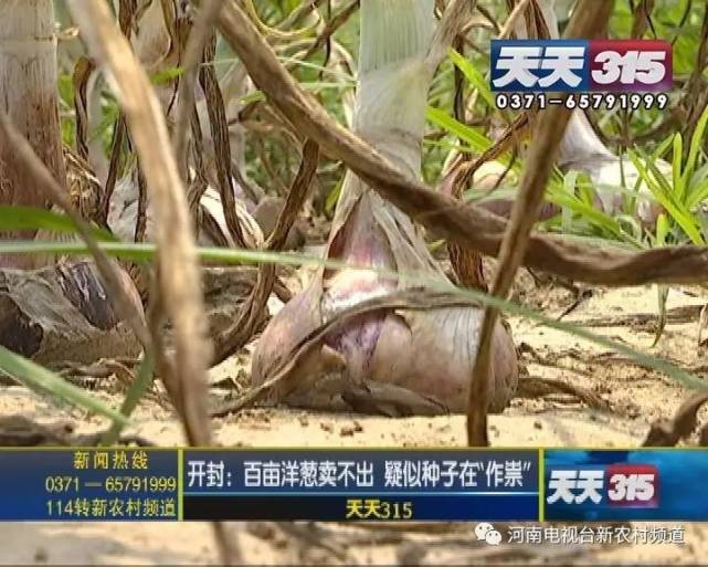开封百亩洋葱收获却卖不出 疑似种子在“作祟”
