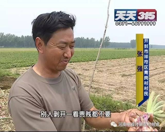 开封百亩洋葱收获却卖不出 疑似种子在“作祟”