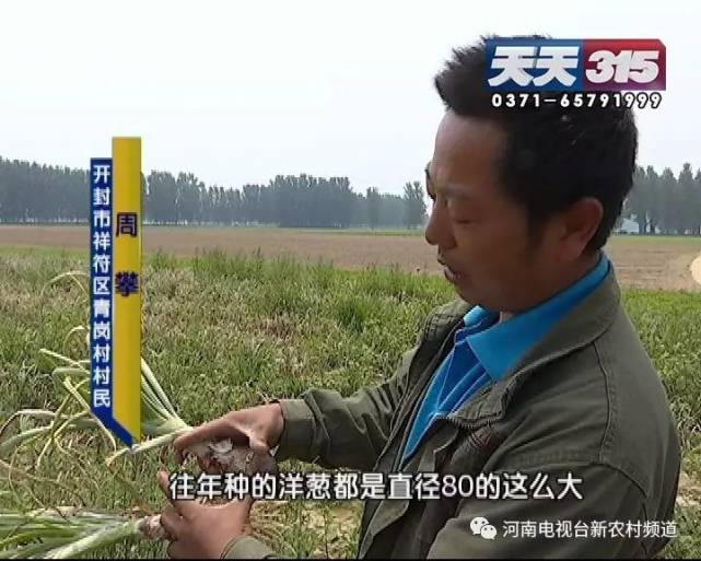 开封百亩洋葱收获却卖不出 疑似种子在“作祟”