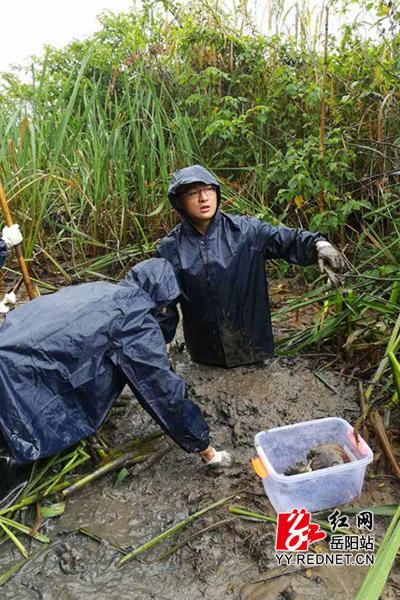 岳阳刑警暴雨泥泞中苦寻破案线索 获网友点赞