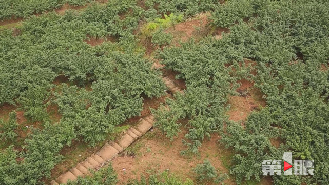 重庆市首家花椒博物馆免费开放迎客