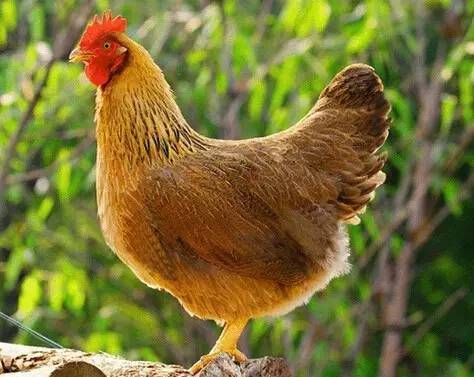 蛋鸡养殖场中有哪些科学高效的管理方式?,