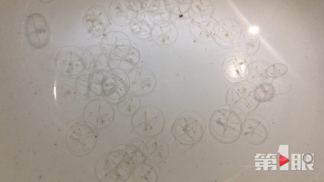 重庆一池塘再现桃花水母 世界上只发现有11种