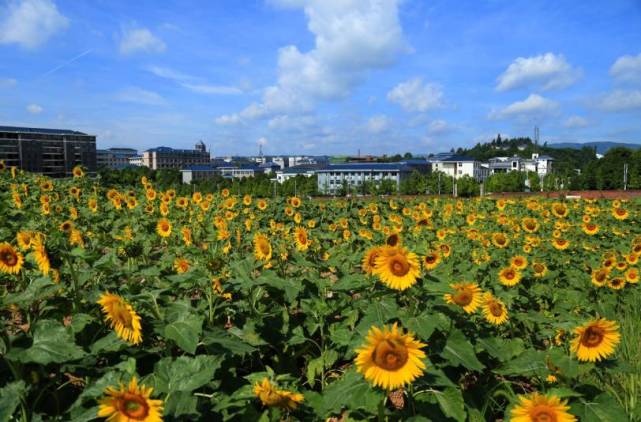 怀化中方县城隐藏着一个向日葵花海 美得让人