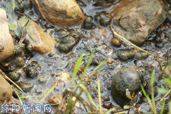 绵阳疑现外来物种福寿螺 繁殖速度惊人