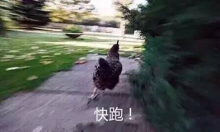 两只鸡被城管扣押后死了 当事人:活要见鸡,死要