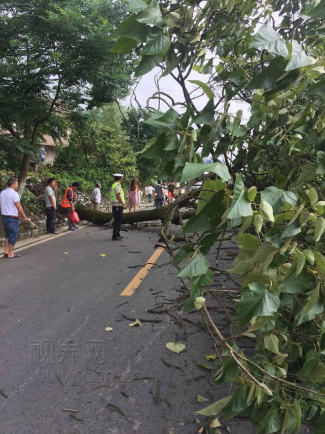 10米高行道树遭雷击断裂阻断国道319