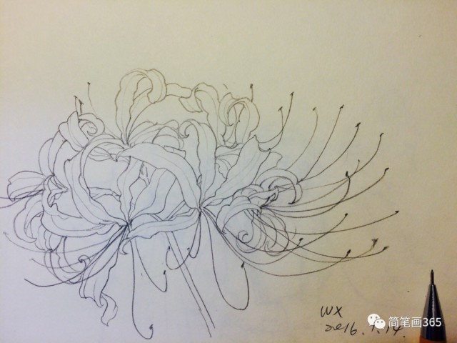 彼岸花插画绘画 手绘 线条 花朵 黑白 原创》
