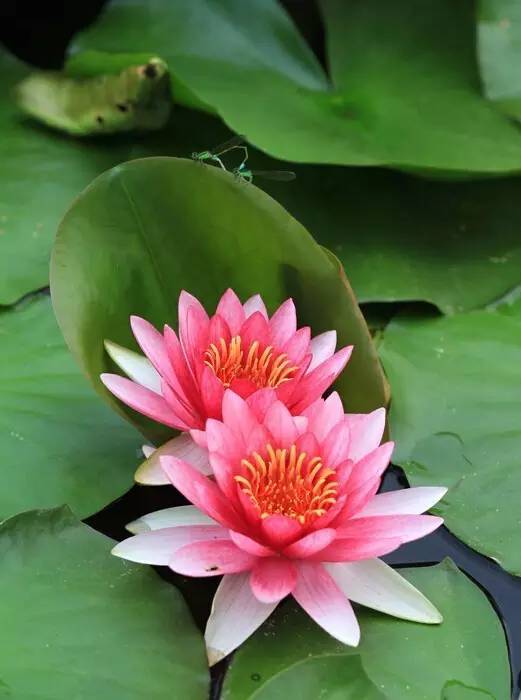 国画《荷花蜻蜓》的画法,附各种名贵莲花图片