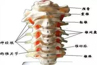 人口萎缩_中国人口面临大幅萎缩, 后浪 没了怎么办(3)