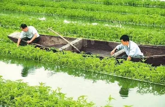 农业观察|农村家庭种植致富好项目有哪些?