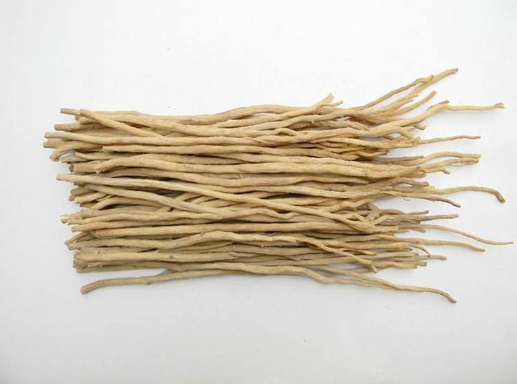 此为牛茎,号称根王,农村院墙边常见,清除时可曾知道其