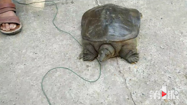 重庆一市民钓到7斤多甲鱼 寿命竟超过10岁