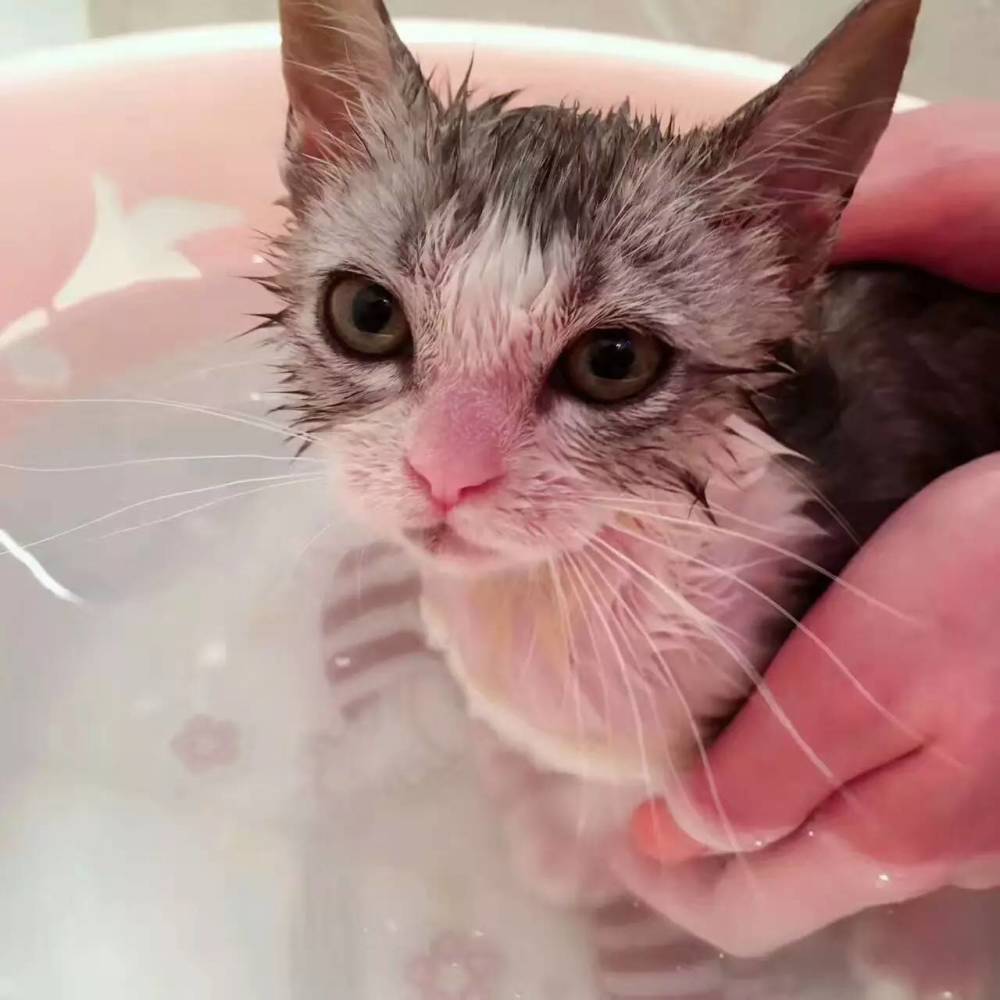 猫咪洗澡表情包太搞笑?别再幸灾乐祸,你的猫很可能得