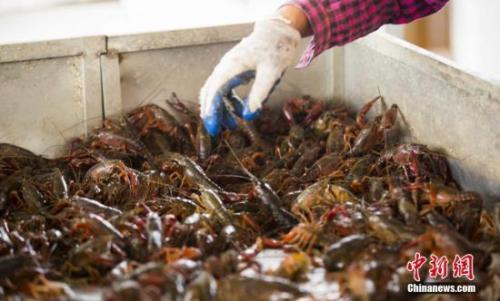 “龙虾学院”刷屏网络，还有哪些高校不走寻常路？