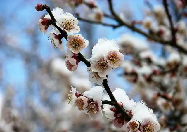 小寒:梅雪争春,美醉了!