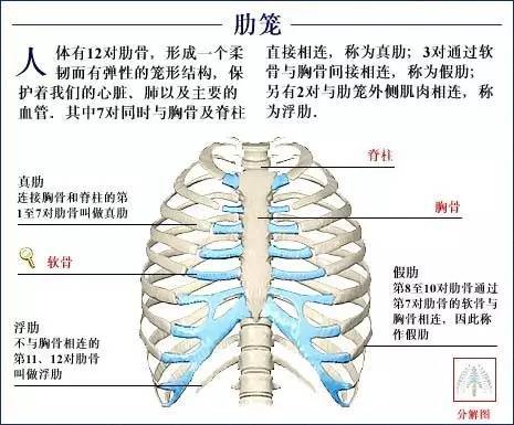 全身骨骼系统解剖图谱汇总