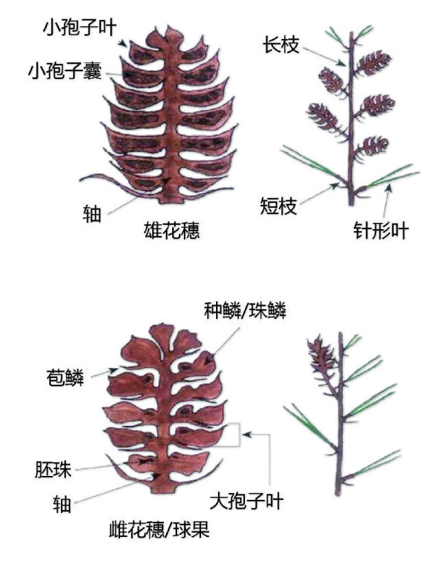 识花b叶变态叶复叶叶 毛被叶刺叶脉叶着生叶尖叶基叶缘叶形叶位认叶