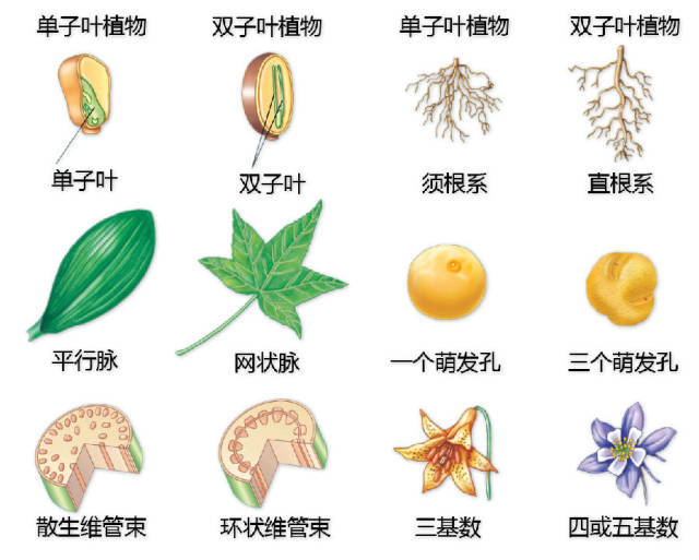 实用丨植物生理与结构图谱园林人可收藏