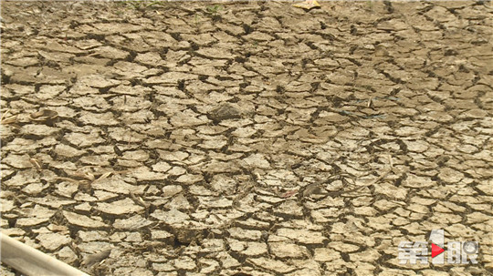 高温少雨暴击重庆 土壤也快遭不住了
