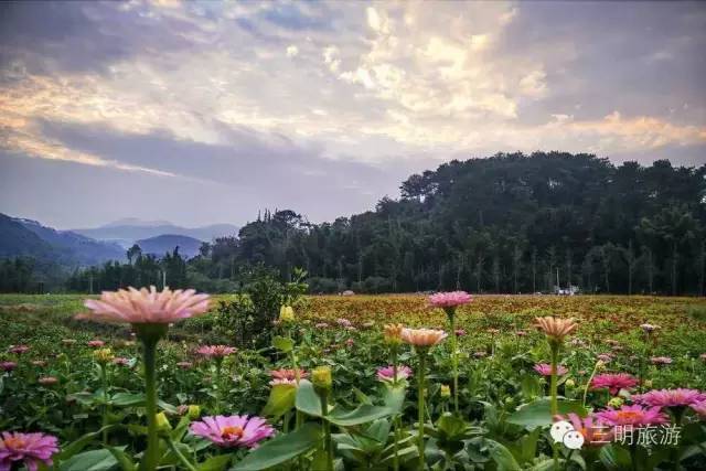 美景 如意湖湿地公园
