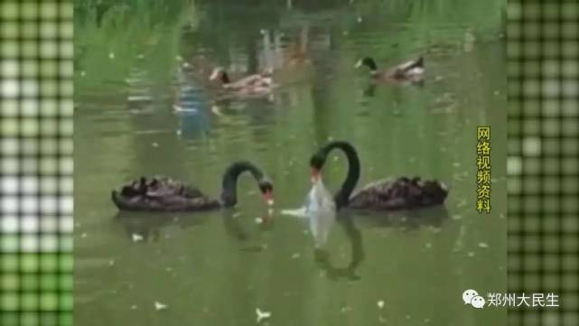 郑州动物园黑天鹅争食塑料袋 请别再随意丢垃
