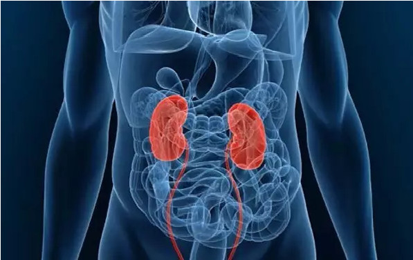 中山2岁小孩反复泌尿系感染 竟因多了一部分肾