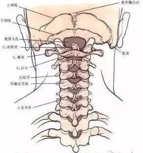 颈椎分七段每段不好都会产生不同的疾病