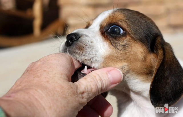 宠物伤人多发季 疾控中心注射狂犬病疫苗排长
