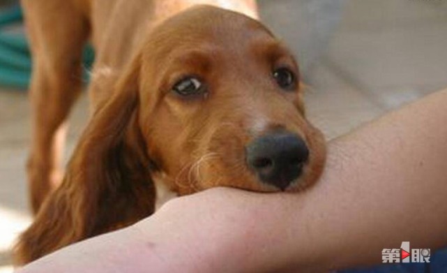 宠物伤人多发季 疾控中心注射狂犬病疫苗排长