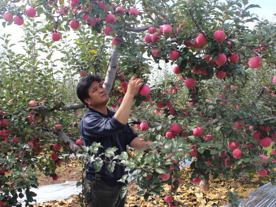 长期吃苹果的人 竟会变成这样