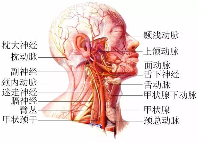 脖子是身体最致命部位是人体内最繁忙枢纽出现四种问题要小心