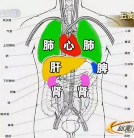 心肝脾肺肾逐个说中医精华都在这儿