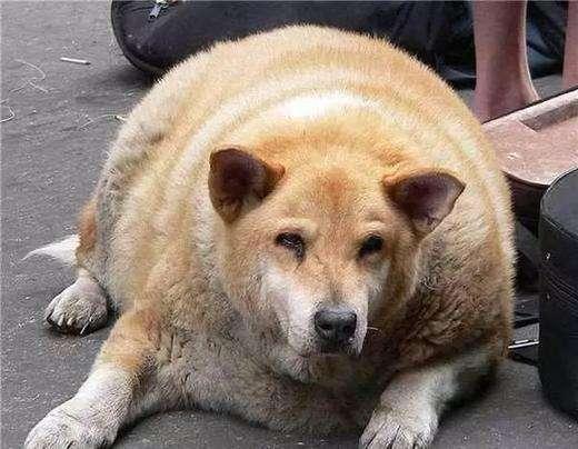 柴犬交到奶奶家养胖20斤,成了个"球".有一种饿是奶奶觉得你饿.