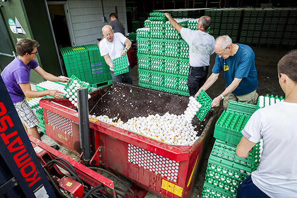 欧洲毒鸡蛋事件波及七国 中国未从欧盟进口禽