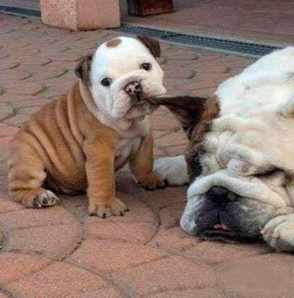 【搞笑】让老师吐血的一篇作文…