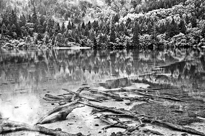 九寨沟受损景观要不要复原？专家：未必需要干预