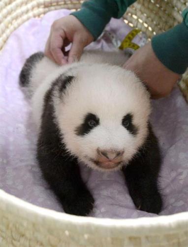 旅日大熊猫宝宝体重已逾6斤 征名获数十万回复