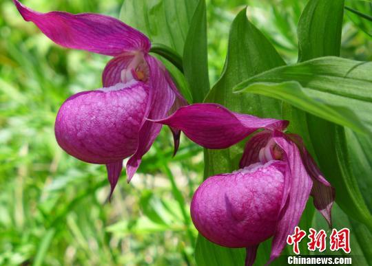 【请您欣赏】日本现猴脸兰花眼鼻毛发俱全_第