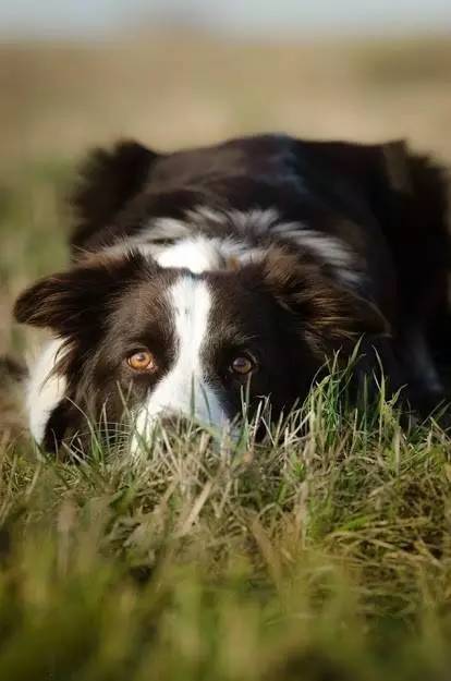 边境牧羊犬的防暑知识
