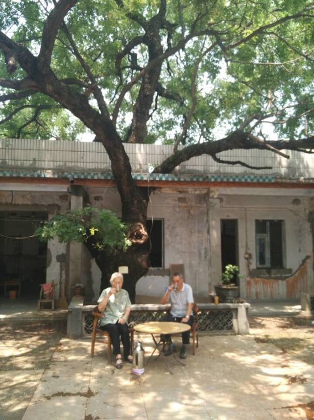 平顶山一古树穿堂屋门生长 成当地一大奇观