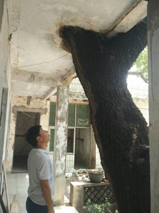 平顶山一古树穿堂屋门生长 成当地一大奇观