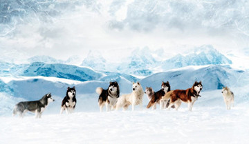 值得收藏-史上最感人的10大狗狗电影排行榜
