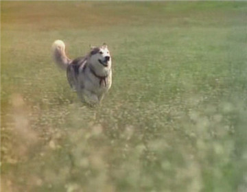 值得收藏-史上最感人的10大狗狗电影排行榜